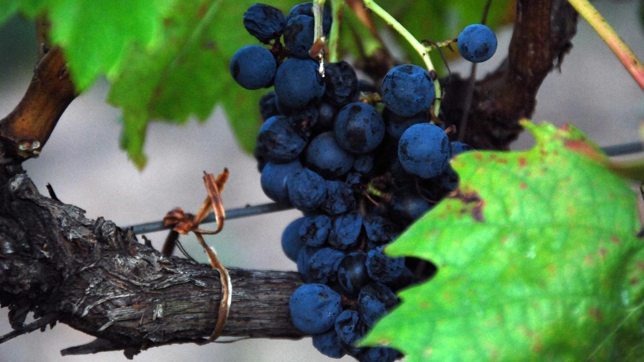 The Vines Motel & Cottages スタンソープ エクステリア 写真